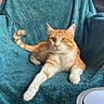 Willo a rejoint le concours — aidez-le/la à gagner de superbes lots ! cat, orange_cat, white_cat, chair, towel, indoor, pet, feline, relaxed, alert, orange_wall, table, domestic_animal, fur, whiskers, paw, tail, home, animal, cute
