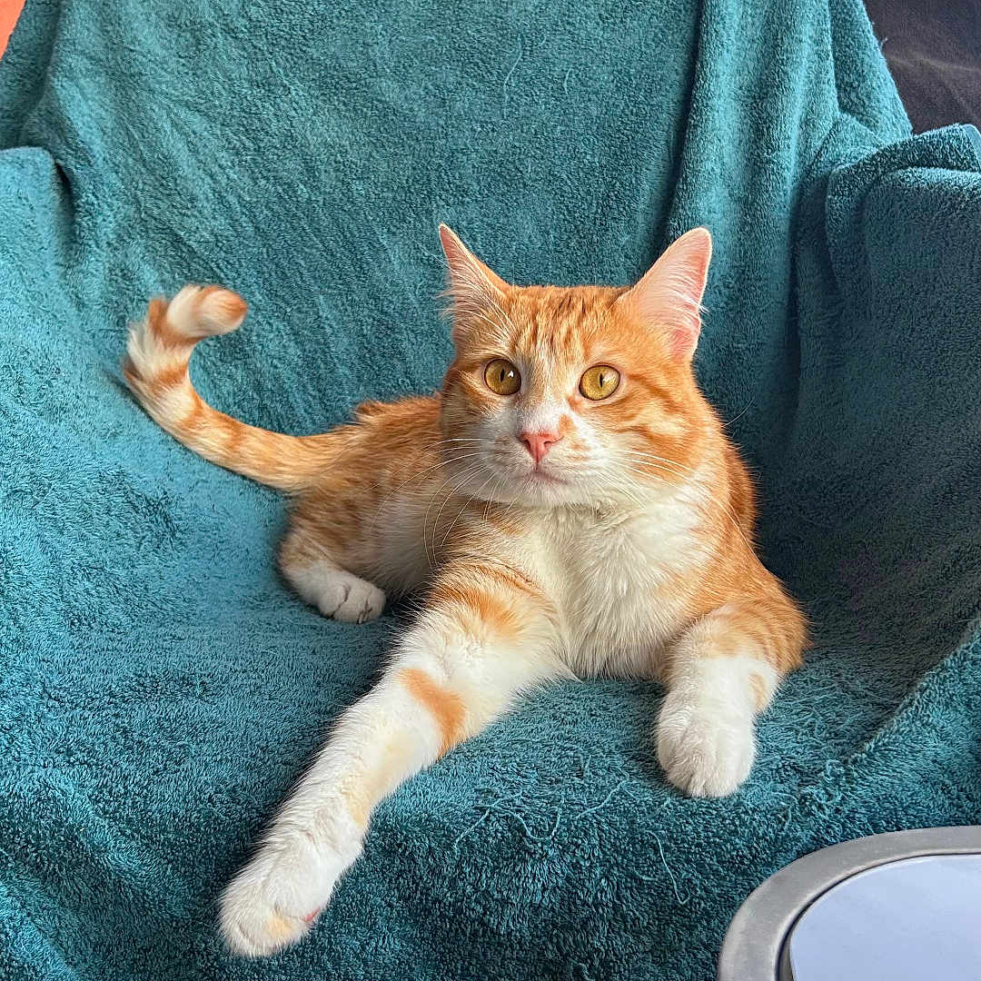 Willo a rejoint le concours — aidez-le/la à gagner de superbes lots ! cat, orange_cat, white_cat, chair, towel, indoor, pet, feline, relaxed, alert, orange_wall, table, domestic_animal, fur, whiskers, paw, tail, home, animal, cute