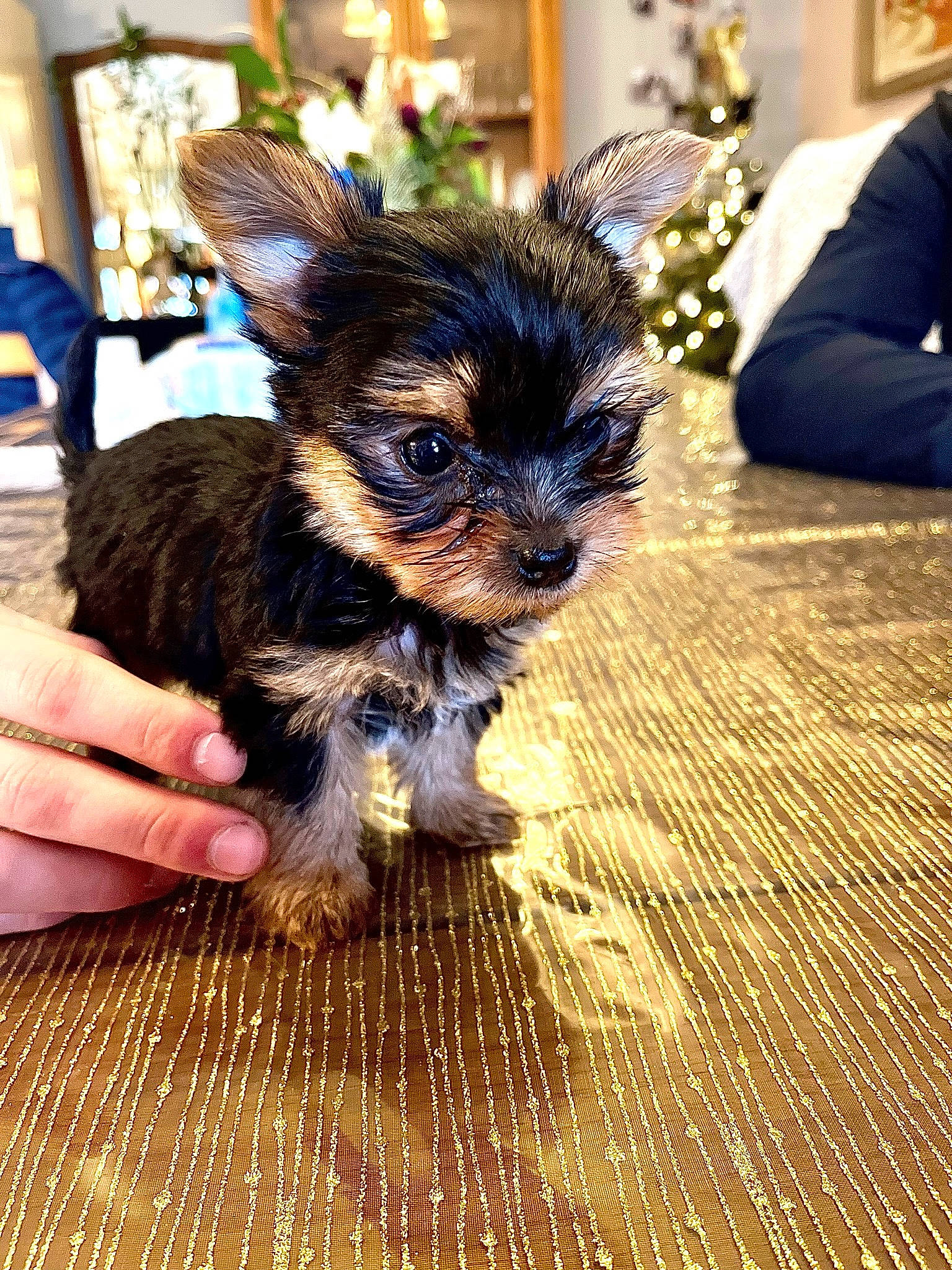 Soy a rejoint le concours — aidez-le/la à gagner de superbes lots ! canidae, carnivore, chair, comfort, companion_dog, dog, dog_breed, fawn, felidae, flooring, fur, hardwood, plant, small_terrier, sporting_group, terrier, toy_dog, whiskers, wood, working_animal