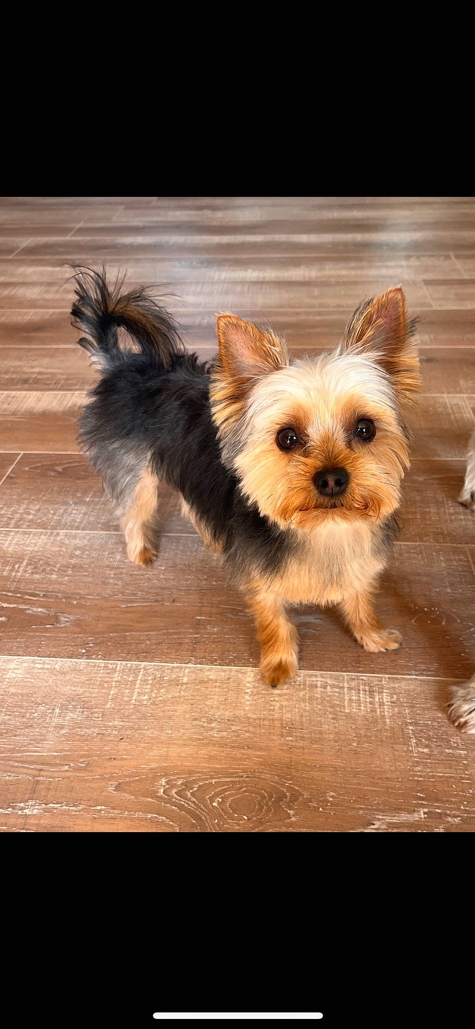 Soy a rejoint le concours — aidez-le/la à gagner de superbes lots ! canidae, carnivore, companion_dog, dog, dog_breed, dog_supply, fawn, fur, happy, hardwood, liver, small_terrier, snout, sporting_group, terrier, toy_dog, whiskers, wood, working_animal, yorkshire_terrier