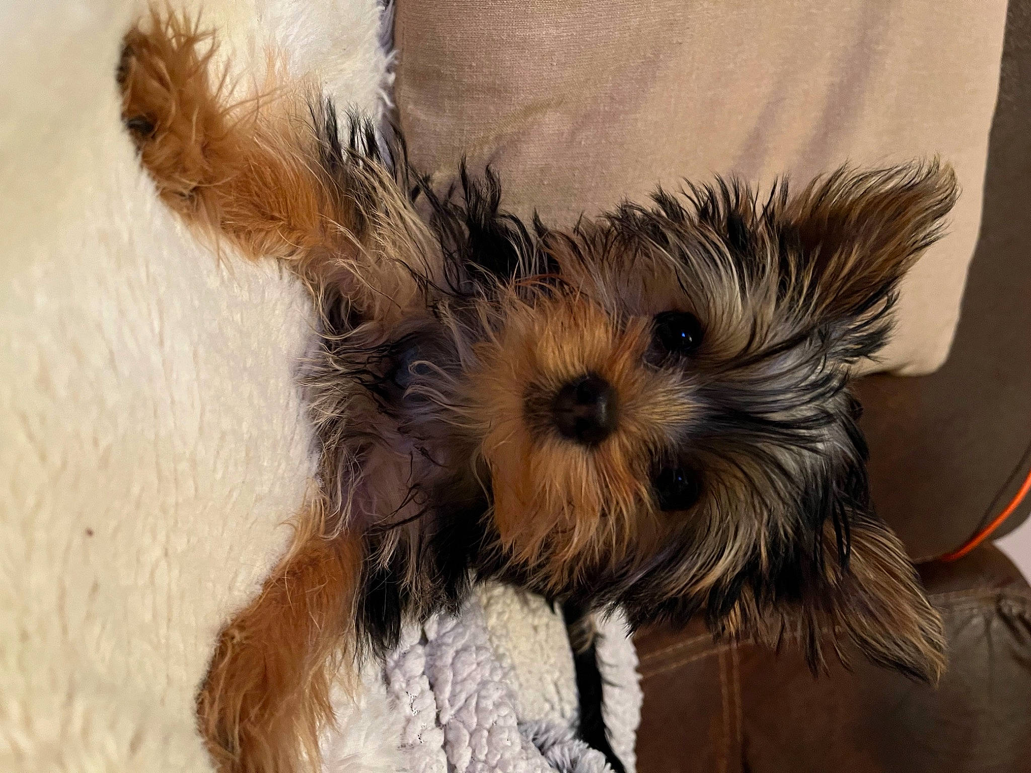 Soy participe au concours pour gagner de l'argent avec cette photo : art, canidae, carnivore, companion_dog, dog, dog_breed, fawn, felidae, fur, non_sporting_group, paw, puppy, small_terrier, snout, sporting_group, terrestrial_animal, terrier, toy, toy_dog, whiskers