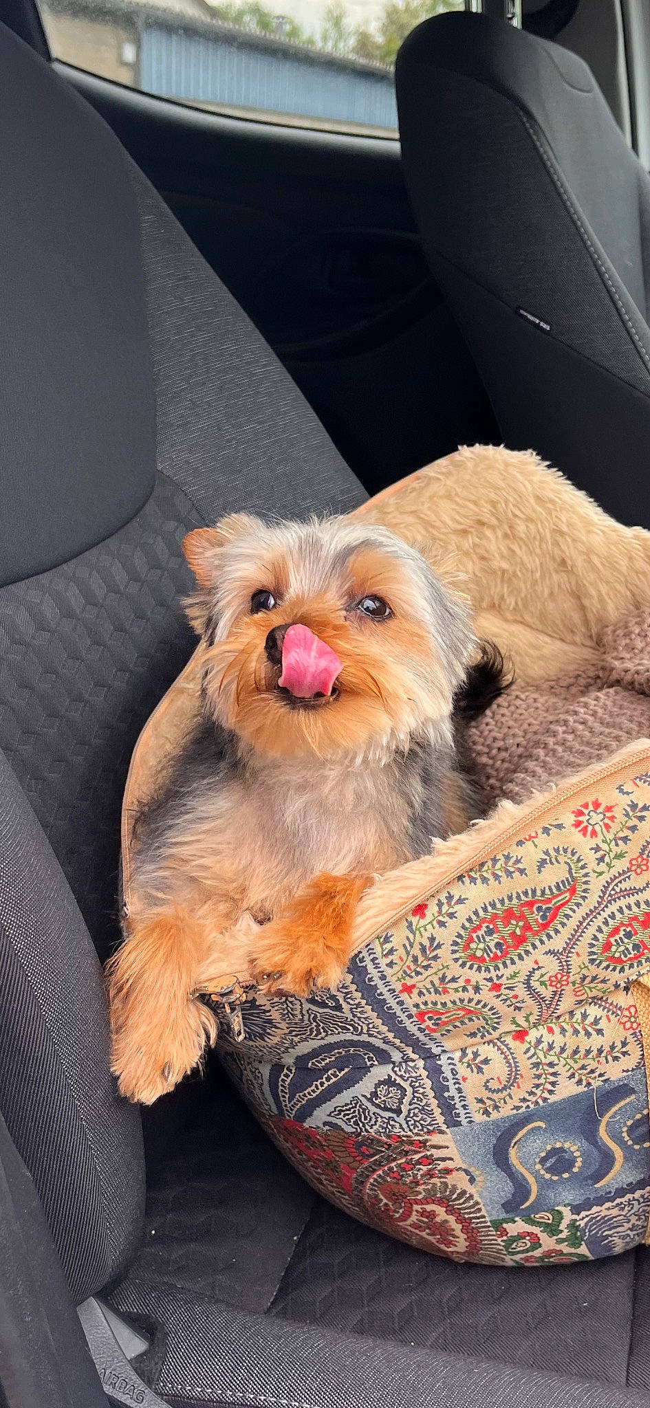 Soy participe au concours pour gagner de l'argent avec cette photo : canidae, carnivore, comfort, companion_dog, dog, dog_breed, dog_clothes, dog_supply, fawn, fur, pet_supply, sitting, small_terrier, snout, sporting_group, terrier, toy_dog, whiskers, working_animal, yorkipoo