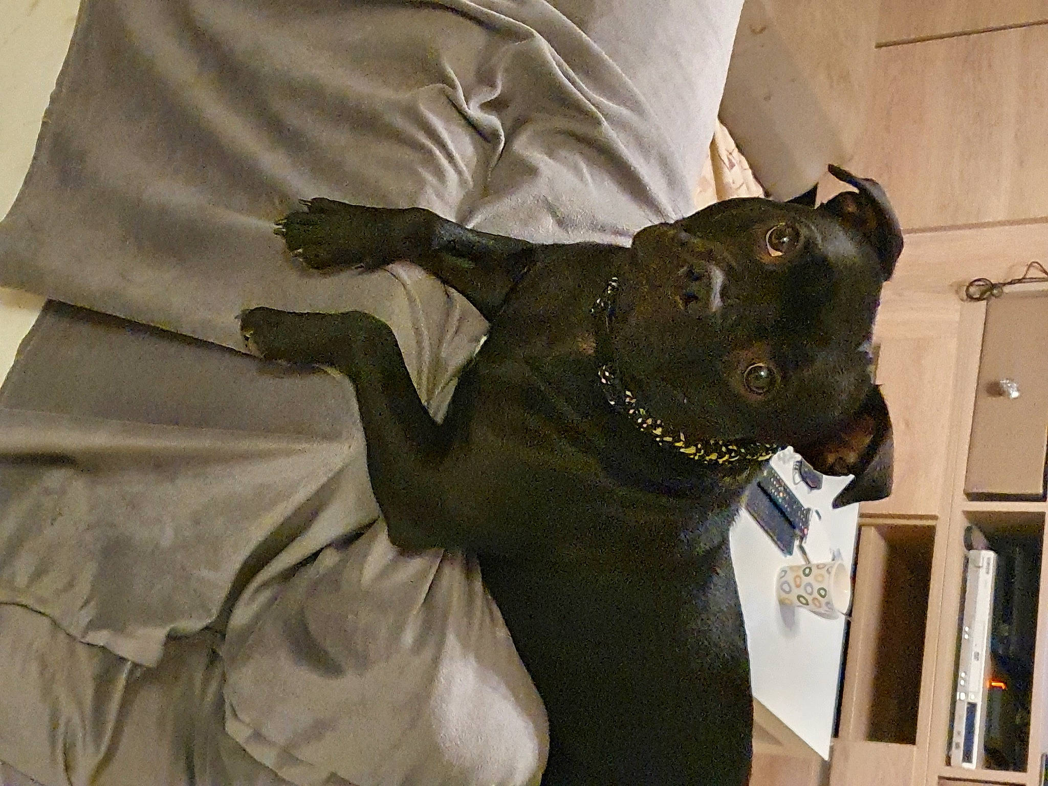 Oona a rejoint le concours — aidez-le/la à gagner de superbes lots ! bookcase, canidae, carnivore, collar, comfort, companion_dog, dog, dog_breed, dog_collar, fawn, felidae, grey, shelf, sleeve, small_to_medium_sized_cats, snout, sporting_group, tail, whiskers, working_animal