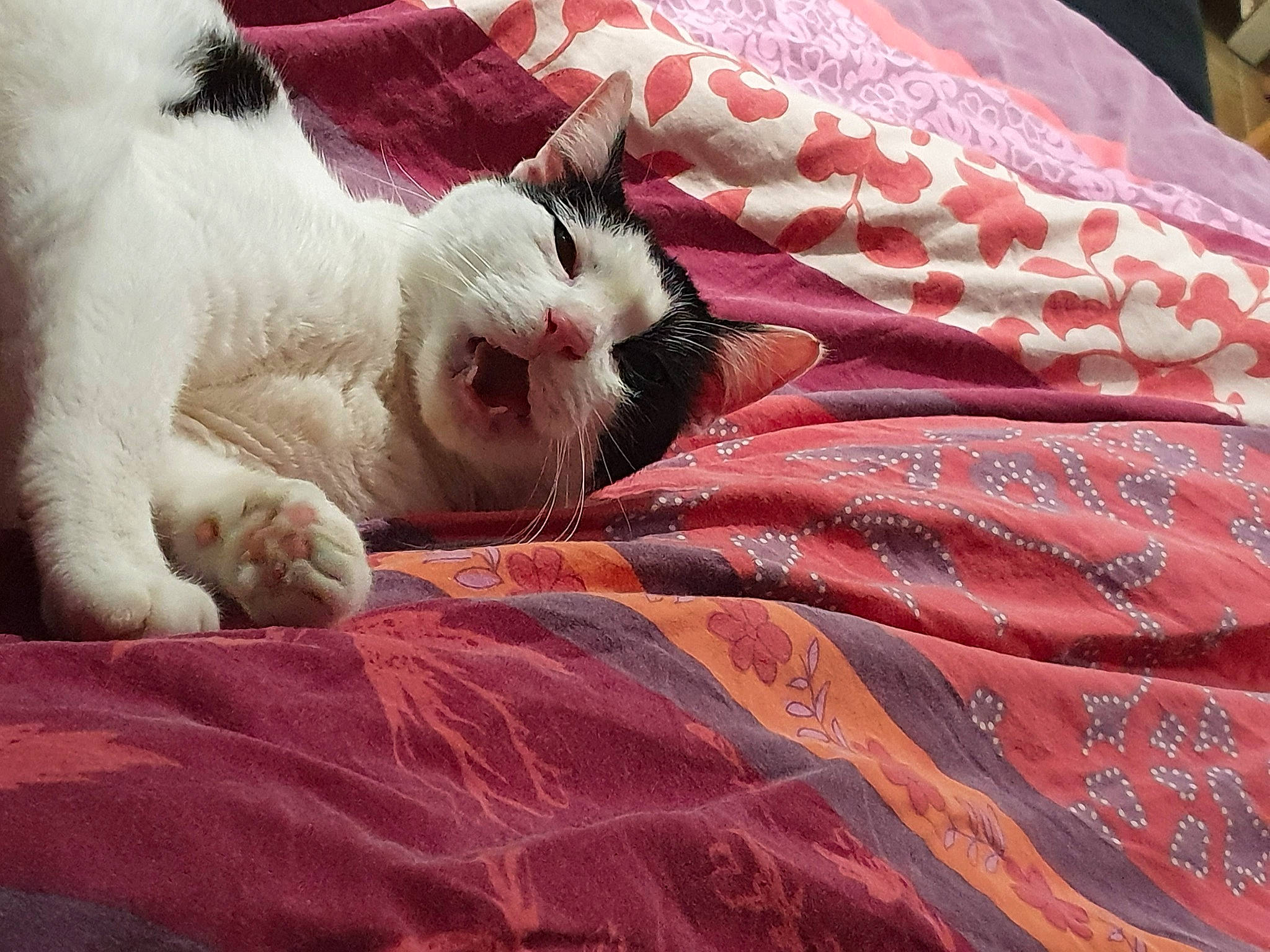 Pepette a rejoint le concours — aidez-le/la à gagner de superbes lots ! bed, bed_sheet, bedding, bedroom, carmine, carnivore, cat, comfort, domestic_short_haired_cat, fawn, felidae, fur, linens, pattern, paw, small_to_medium_sized_cats, tail, textile, tints_and_shades, whiskers