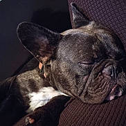 Gordo joined the competition — help win amazing prizes! animal, brown, canine, closeup, companion, couch, cute, dog, domestic, ears, face, french_bulldog, fur, indoors, paw, pet, relaxed, resting, sleeping, snout