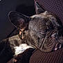 animal, brown, canine, closeup, companion, couch, cute, dog, domestic, ears, face, french_bulldog, fur, indoors, paw, pet, relaxed, resting, sleeping, snout