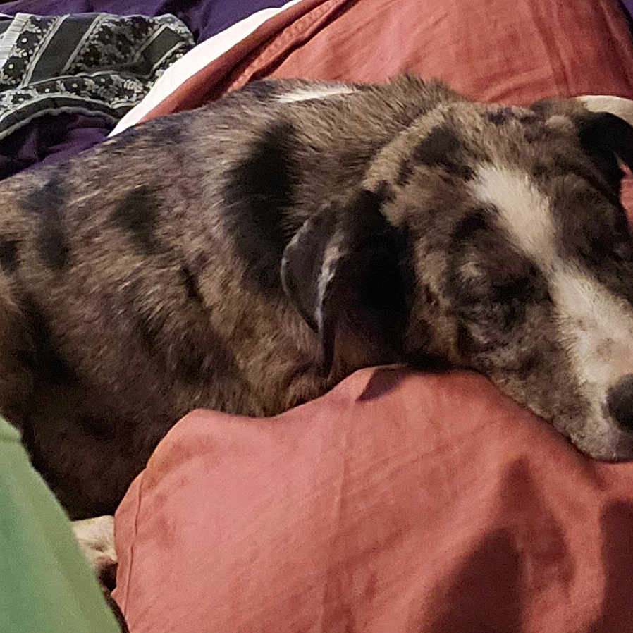 Smokey joined the competition — help win amazing prizes! canidae, carnivore, comfort, companion_dog, dog, dog_breed, fur, guard_dog, sighthound, sporting_group, terrestrial_animal, whiskers, working_animal