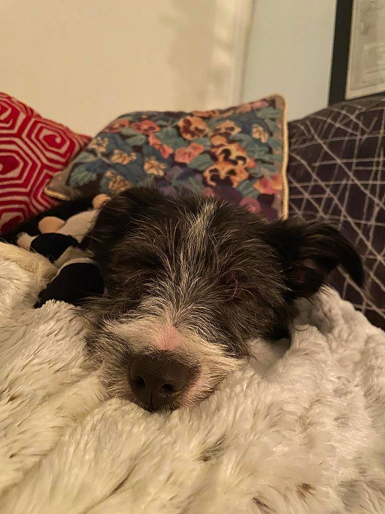 Badger joined the competition — help win amazing prizes! canidae, carnivore, comfort, companion_dog, dog, dog_breed, fawn, fur, linens, nap, non_sporting_group, paw, room, sleep, snout, sporting_group, terrestrial_animal, terrier, whiskers, working_animal