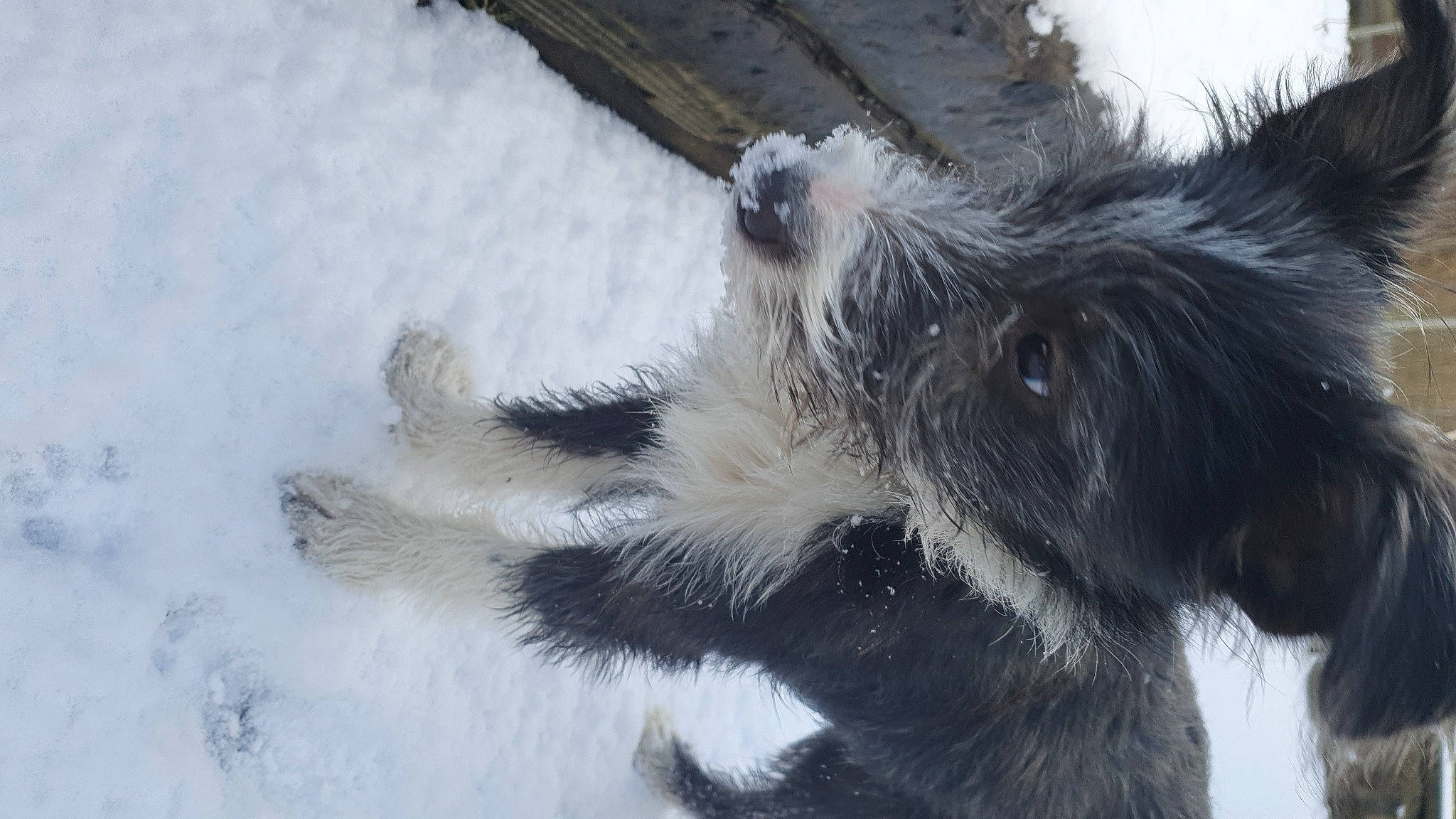 Badger joined the competition — help win amazing prizes! canidae, claw, dog_breed, event, freezing, fur, paw, snout, snow, sporting_group, tail, terrestrial_animal, wildlife, winter