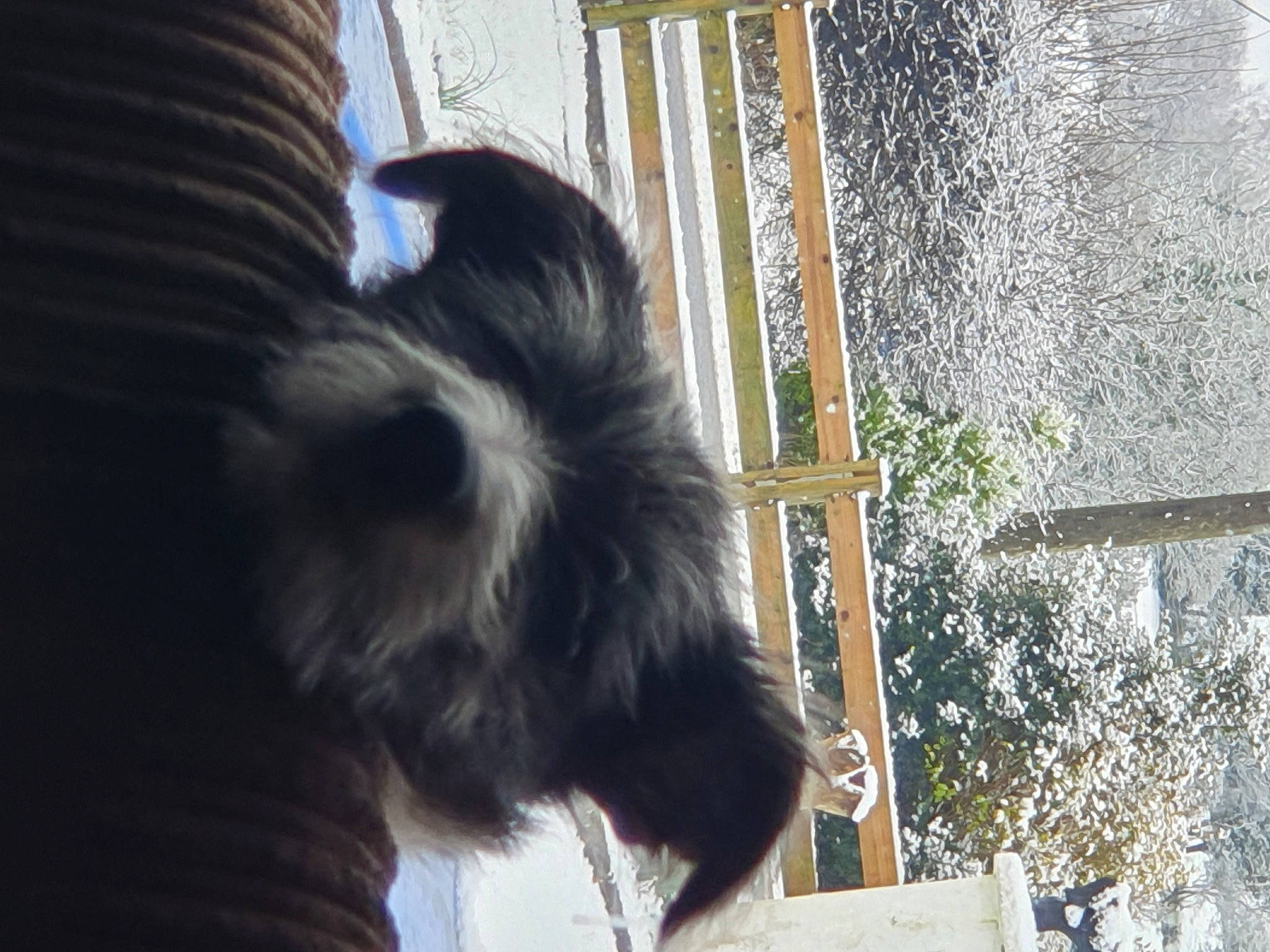 Badger is registered to the contest to win money with this photo: canidae, carnivore, companion_dog, dog, dog_breed, dog_collar, felidae, fur, non_sporting_group, schnauzer, small_terrier, small_to_medium_sized_cats, snout, sporting_group, tail, terrier, toy_dog, whiskers, window