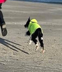 Badger joined the competition — help win amazing prizes! asphalt, beak, canidae, carnivore, dog, dog_breed, dog_supply, event, grass, landscape, pedestrian, recreation, road, road_surface, sand, shadow, soil, sporting_group, tail, walking