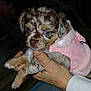 Perle participe au concours pour gagner de l'argent avec cette photo : puppy, dog, pet, cute, baby_animal, speckled_coat, blue_eyes, pink_jacket, clothing, hand, human_hand, holding, domestic_animal, fur, animal_portrait, indoor, close_up, adorable, young, small