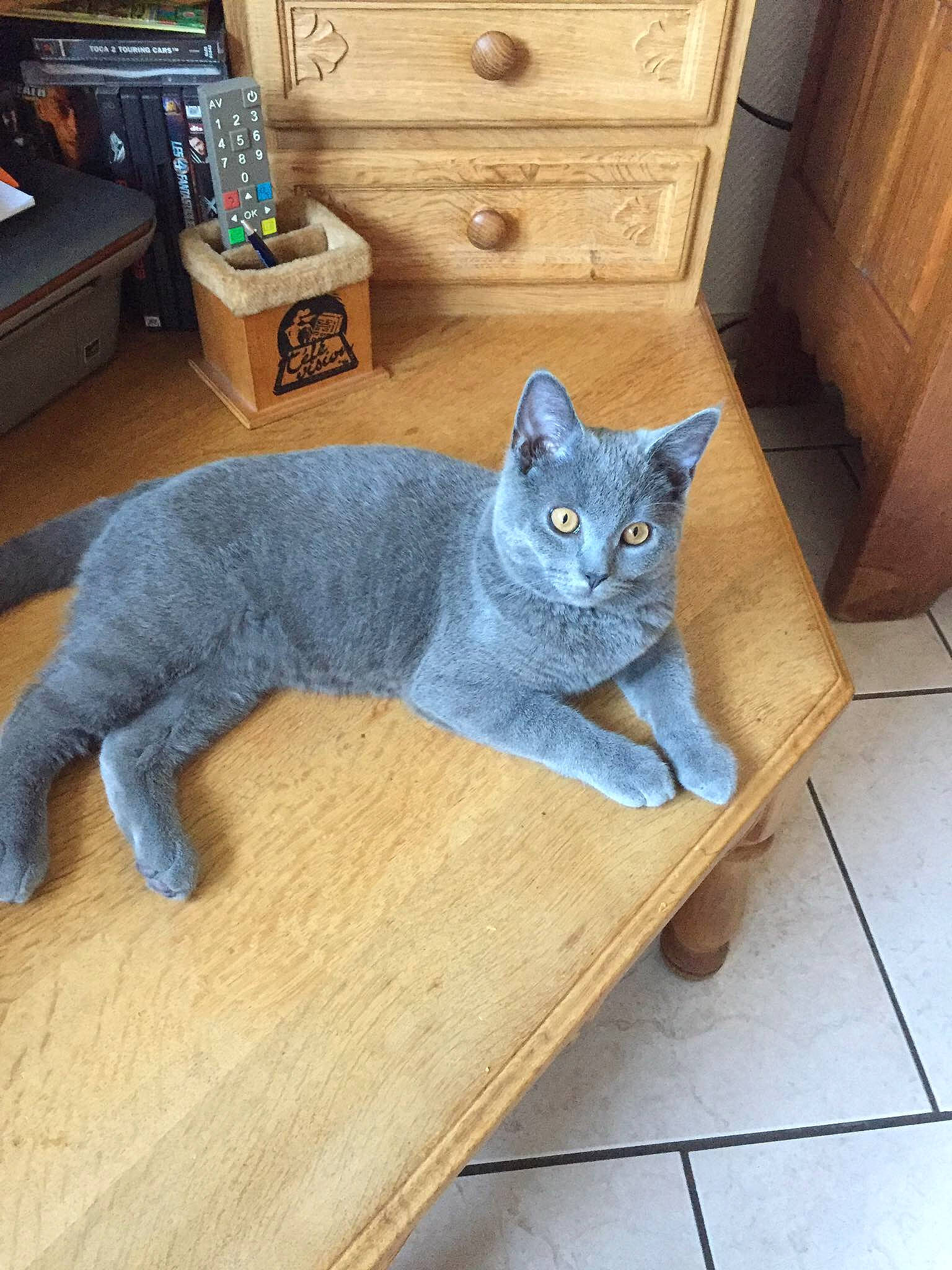 Saphir a rejoint le concours — aidez-le/la à gagner de superbes lots ! cabinetry, carnivore, cat, chair, chest, chest_of_drawers, comfort, drawer, felidae, floor, flooring, grey, hardwood, russian_blue, small_to_medium_sized_cats, table, tail, whiskers, window, wood