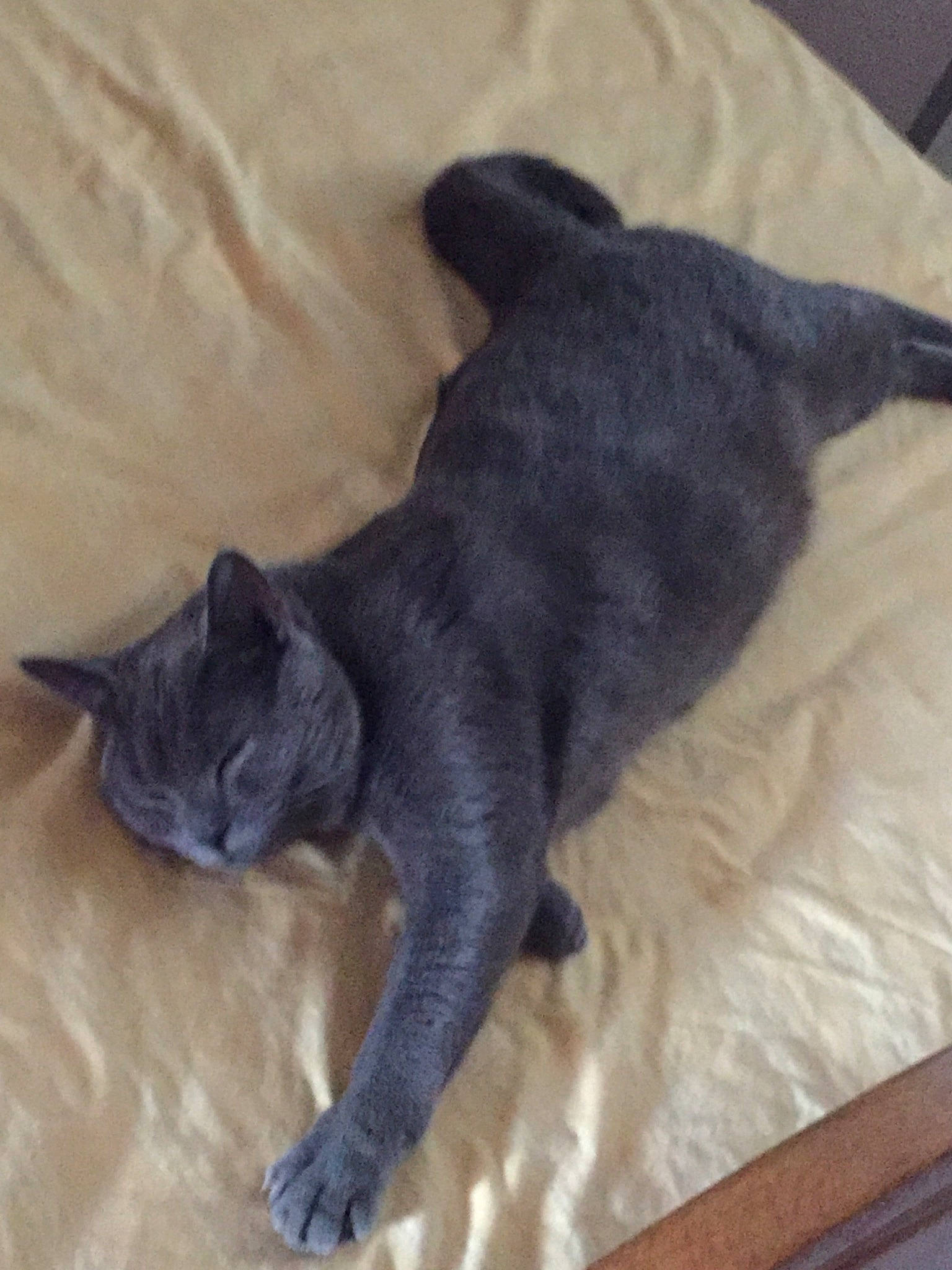 Saphir participe au concours pour gagner de l'argent avec cette photo : black_cat, bombay, canidae, carnivore, cat, claw, comfort, dog_breed, domestic_short_haired_cat, felidae, flooring, fur, grey, hardwood, paw, small_to_medium_sized_cats, sporting_group, tail, terrestrial_animal, whiskers