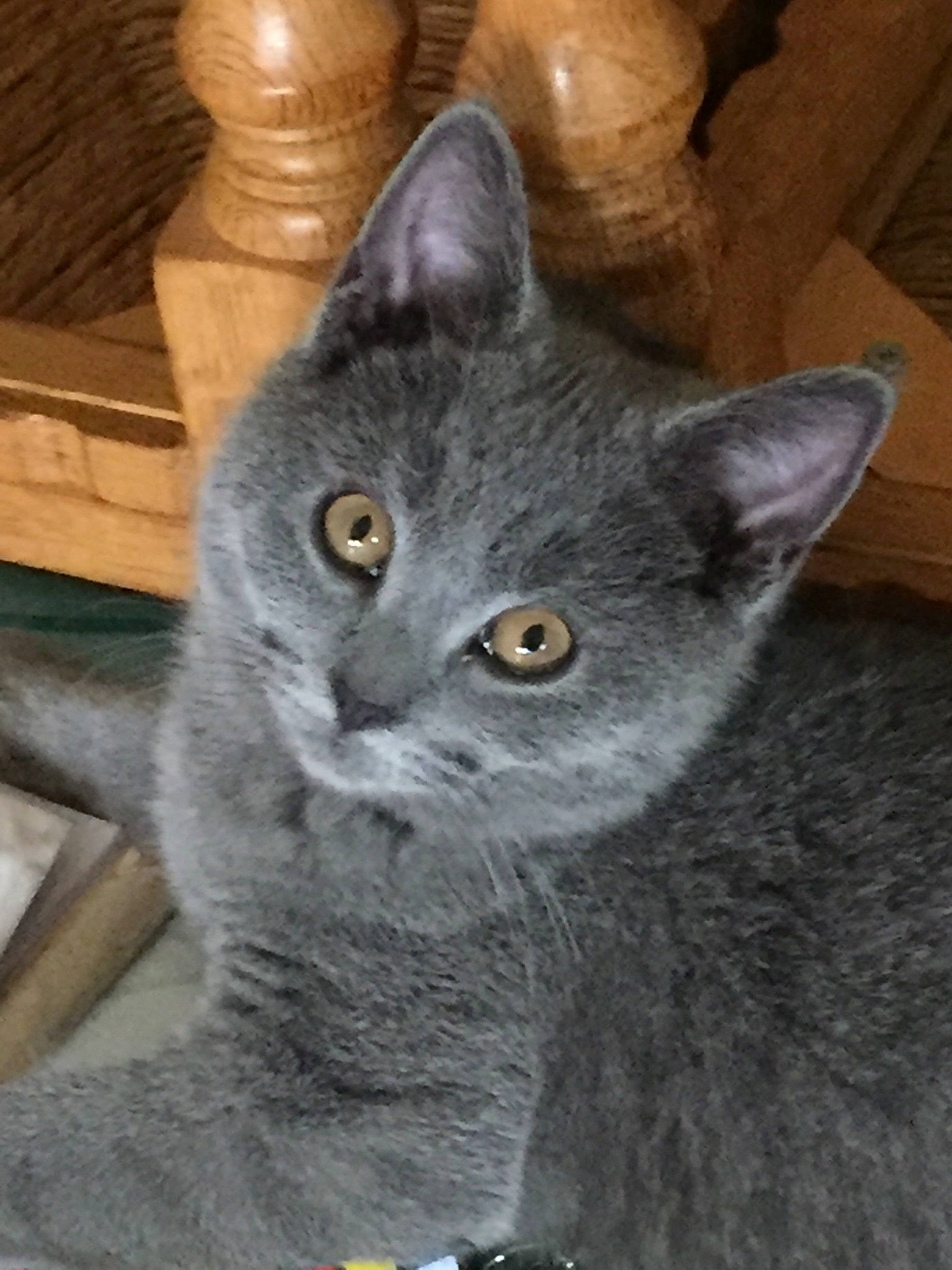 Saphir a rejoint le concours — aidez-le/la à gagner de superbes lots ! carnivore, cat, domestic_short_haired_cat, felidae, fur, grey, russian_blue, small_to_medium_sized_cats, snout, terrestrial_animal, whiskers, wood