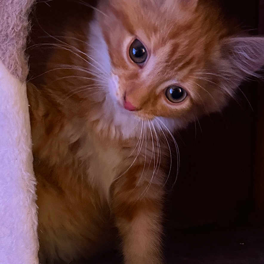 Goku joined the competition — help win amazing prizes! animal, cat, cat_condo, cozy, curious, cute, ears, eyes, fur, fuzzy, indoor, kitten, orange_tabby, paw, pet, playful, small, soft, whiskers, young