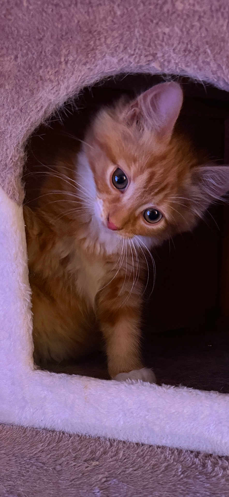 Goku joined the competition — help win amazing prizes! animal, cat, cat_condo, cozy, curious, cute, ears, eyes, fur, fuzzy, indoor, kitten, orange_tabby, paw, pet, playful, small, soft, whiskers, young