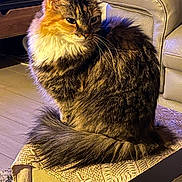 Trompettes a rejoint le concours — aidez-le/la à gagner de superbes lots ! cat, fluffy, indoor, furniture, sofa, box, tail, fur, pet, cozy, warm_lighting, wooden_floor, textured_fabric, animal, whiskers, ears, sitting, closeup, domestic, relaxed