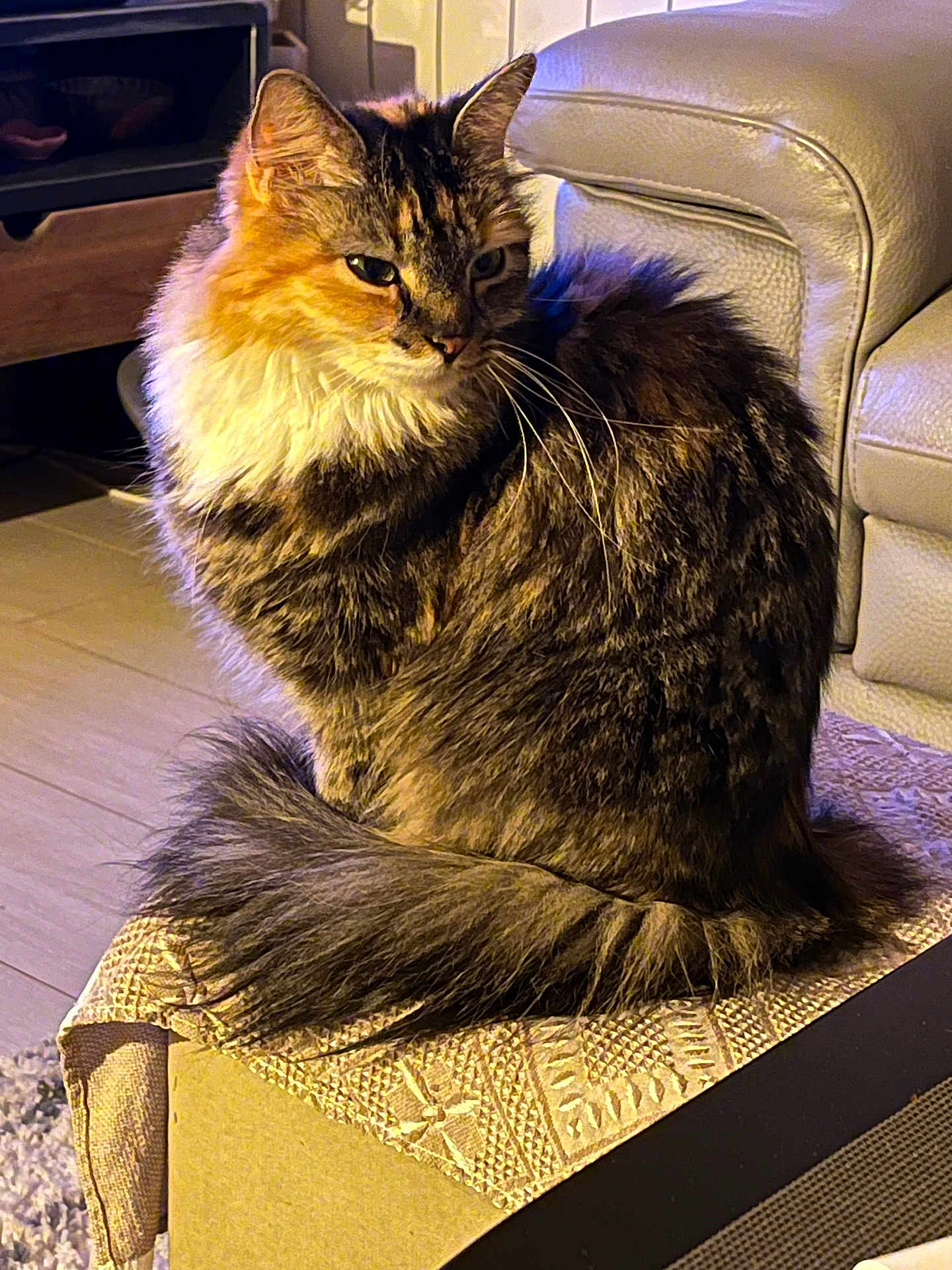 Trompettes a rejoint le concours — aidez-le/la à gagner de superbes lots ! cat, fluffy, indoor, furniture, sofa, box, tail, fur, pet, cozy, warm_lighting, wooden_floor, textured_fabric, animal, whiskers, ears, sitting, closeup, domestic, relaxed