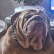 Rolls a rejoint le concours — aidez-le/la à gagner de superbes lots ! animal, brown_fur, bulldog, canine, chain_collar, closeup, companion, cute, dog, domestic, face, furniture, household, indoor, pet, plant, portrait, relaxed, sitting, wrinkles