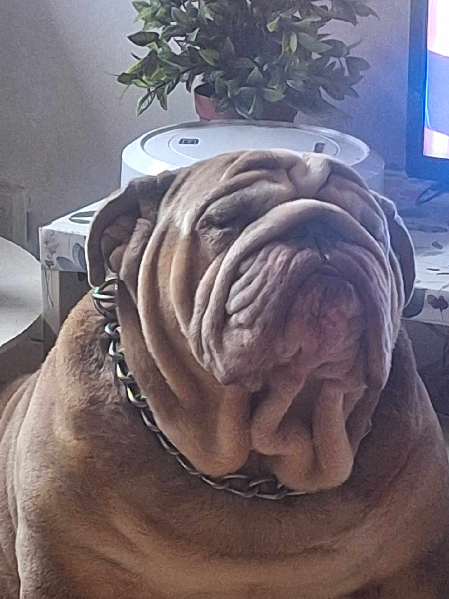 Rolls a rejoint le concours — aidez-le/la à gagner de superbes lots ! animal, brown_fur, bulldog, canine, chain_collar, closeup, companion, cute, dog, domestic, face, furniture, household, indoor, pet, plant, portrait, relaxed, sitting, wrinkles