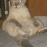 Castiel is registered to the contest to win money with this photo: cat, animal, pet, indoor, feline, relaxed, sitting, blur, grainy, furry, cute, eyes, whiskers, tail, cozy, home, furniture, wood, bookshelf, resting