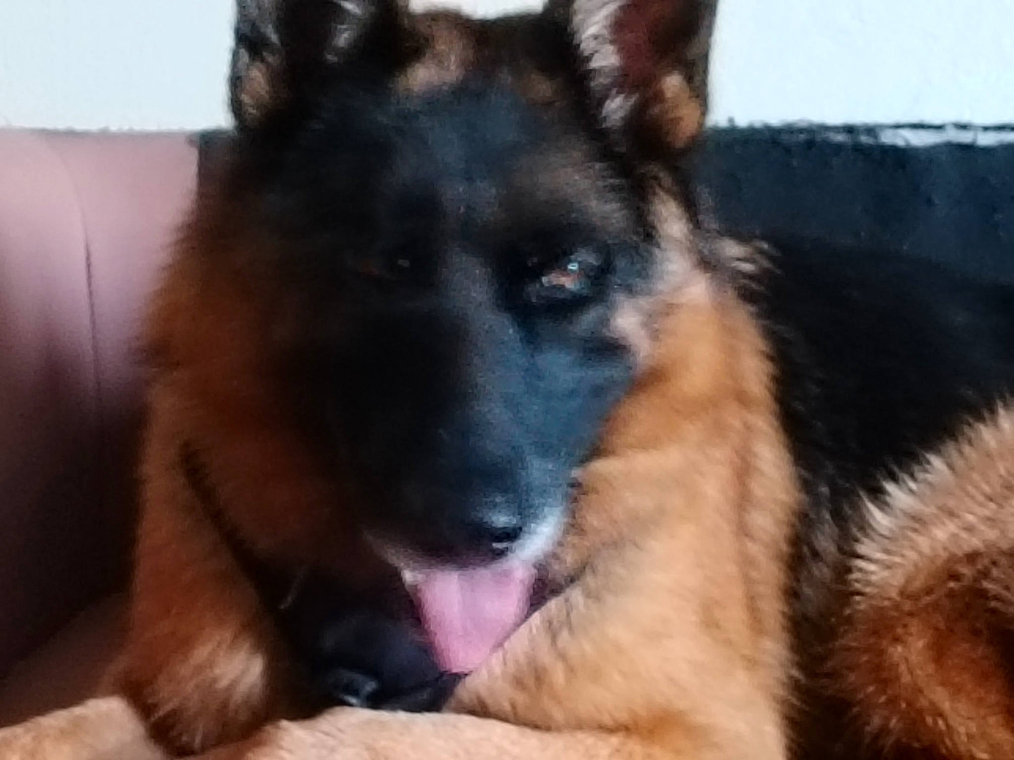 Rex a rejoint le concours — aidez-le/la à gagner de superbes lots ! canidae, carnivore, companion_dog, dog, dog_breed, east_european_shepherd, fur, german_shepherd_dog, guard_dog, herding_dog, king_shepherd, old_german_shepherd_dog, snout, sporting_group, terrestrial_animal, working_dog