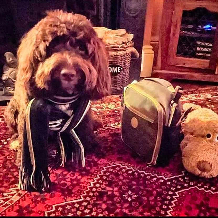 Chico joined the competition — help win amazing prizes! accessories, animal, backpack, bag, ball, canine, dog, face, football, handbag, head, homedecor, person, pet, photography, portrait, puppy, soccer, soccerball, sport