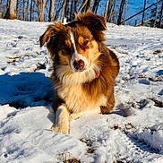 Georgia is registered to the contest to win money with this photo: dog, snow, outdoor, winter, sunlight, forest, trees, animal, pet, canine, fur, nature, daylight, relaxing, cold, landscape, mammal, brown, white, background