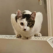Ivana participe au concours pour gagner de l'argent avec cette photo : alert, animal, black, cat, closeup, crouching, curious, domestic, door_handle, ears, feline, fur, household, indoor, keys, mirror, pet, reflection, whiskers, white