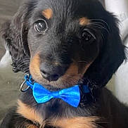 Kimchi joined the competition — help win amazing prizes! puppy, dog, black_and_tan, bow_tie, pet, close_up, cute, animal, fur, collar, indoor, portrait, young, adorable, canine, face, looking, sitting, soft_surface, domestic_animal