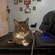 Bunny joined the competition — help win amazing prizes! cat, tabby_cat, indoor, living_room, leather_furniture, armrest, charging_cable, blue_light, wall_photos, picture_frames, door, relaxed, pet, domestic_animal, close_up, feline, home_interior, resting, curious, comfortable