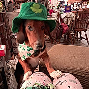 Betty-Jean Doss joined the competition — help win amazing prizes! animal, bandana, blurry, brown_dog, casual, chair, clover, cozy, dog, furniture, green_hat, home, indoor, kitchen, living_room, pajama_pants, person_legs, pet, table, white_paws