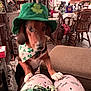 animal, bandana, blurry, brown_dog, casual, chair, clover, cozy, dog, furniture, green_hat, home, indoor, kitchen, living_room, pajama_pants, person_legs, pet, table, white_paws