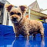 dog, small_dog, fluffy, ears, reflection, blue_surface, outdoor, house, pet, fur, animal, standing, curious, close_up, canine, daylight, portrait, looking_at_camera, background, domestic