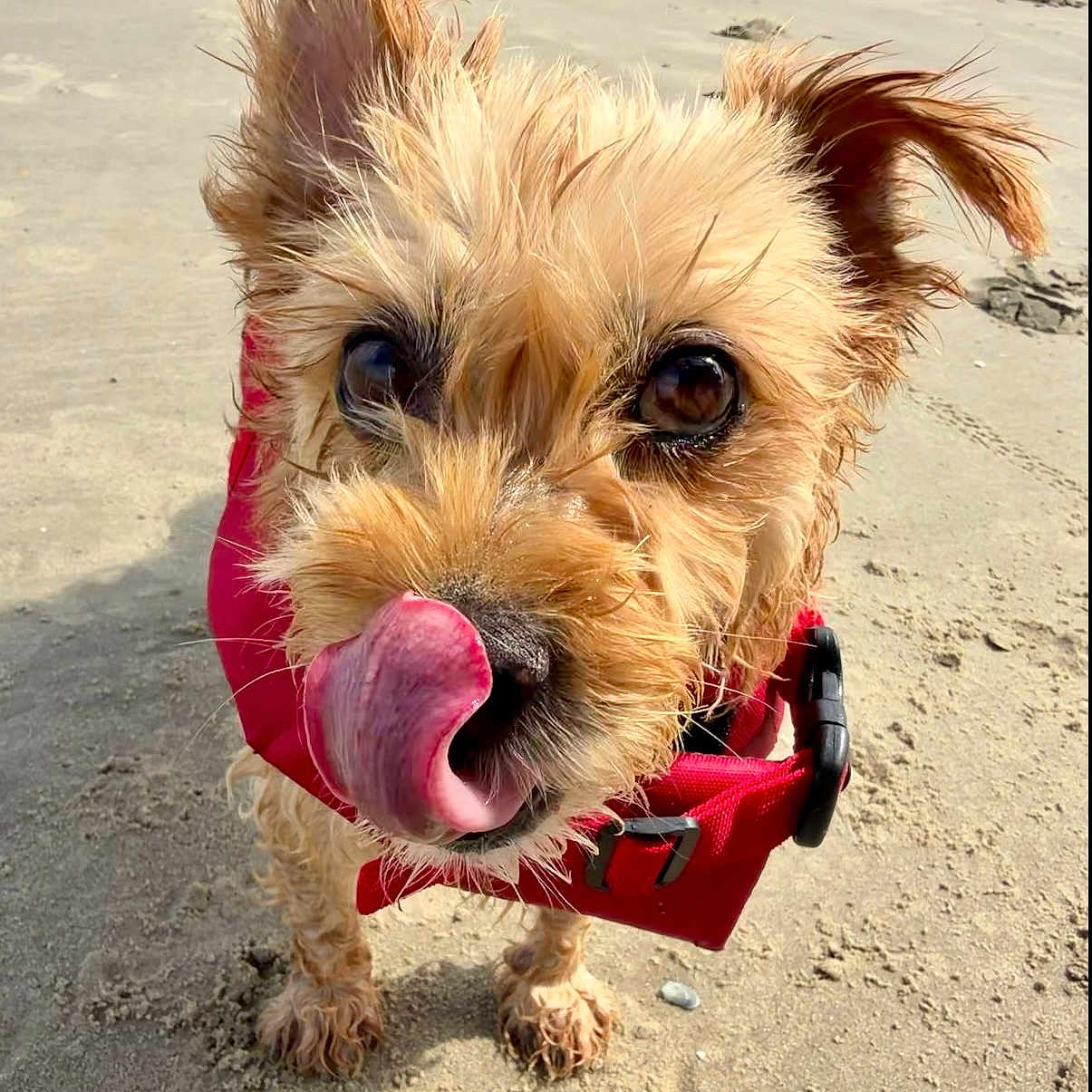 Lilo a rejoint le concours — aidez-le/la à gagner de superbes lots ! dog, beach, sand, red_harness, tongue, close_up, pet, curious, playful, small_dog, fur, outdoor, animal, canine, portrait, cute, wet_fur, sunlight, paw, nature