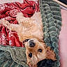 Lilo participe au concours pour gagner de l'argent avec cette photo : dog, blanket, soft_texture, red_blanket, green_blanket, lying_down, pet, cozy, indoors, fur, collar, upside_down, relaxed, human_hand, mouse, couch, comfort, nap, cute, resting