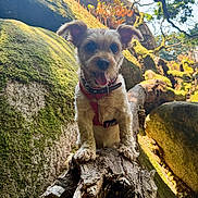 Lilo a rejoint le concours — aidez-le/la à gagner de superbes lots ! dog, small_dog, harness, forest, moss, log, tree, rock, nature, outdoor, sunlight, animal, pet, happy, tongue_out, canine, woodland, daylight, cute, adventure