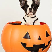 Waffles joined the competition — help win amazing prizes! animal, black_and_white, container, costume, cute, dog, ears, expression, face, halloween, holiday, isolated, jack_o_lantern, orange, pet, pumpkin, puppy, small, studio, white_background