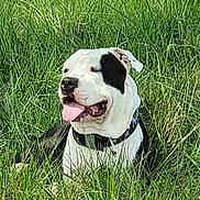 Nayko a rejoint le concours — aidez-le/la à gagner de superbes lots ! animal, black_and_white, canine, close_up, collar, dog, field, fur, grass, happy, muzzle, nature, outdoor, pet, playful, relaxed, resting, summer, tongue, tongue_out