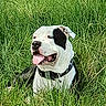 animal, black_and_white, canine, close_up, collar, dog, field, fur, grass, happy, muzzle, nature, outdoor, pet, playful, relaxed, resting, summer, tongue, tongue_out