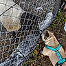 Alf participe au concours pour gagner de l'argent avec cette photo : pug, dog, sheep, fence, chain_link_fence, leash, harness, grass, dirt, animal, curious, outdoor, pet, nature, farm, sniffing, brown_dog, white_sheep, greenery, interaction