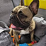 dog, french_bulldog, pet, tongue_out, car_interior, seat, cushion, toy, rubber_chicken, bag, gray, yellow, happy, animal, closeup, portrait, indoor, leash, ears, snout