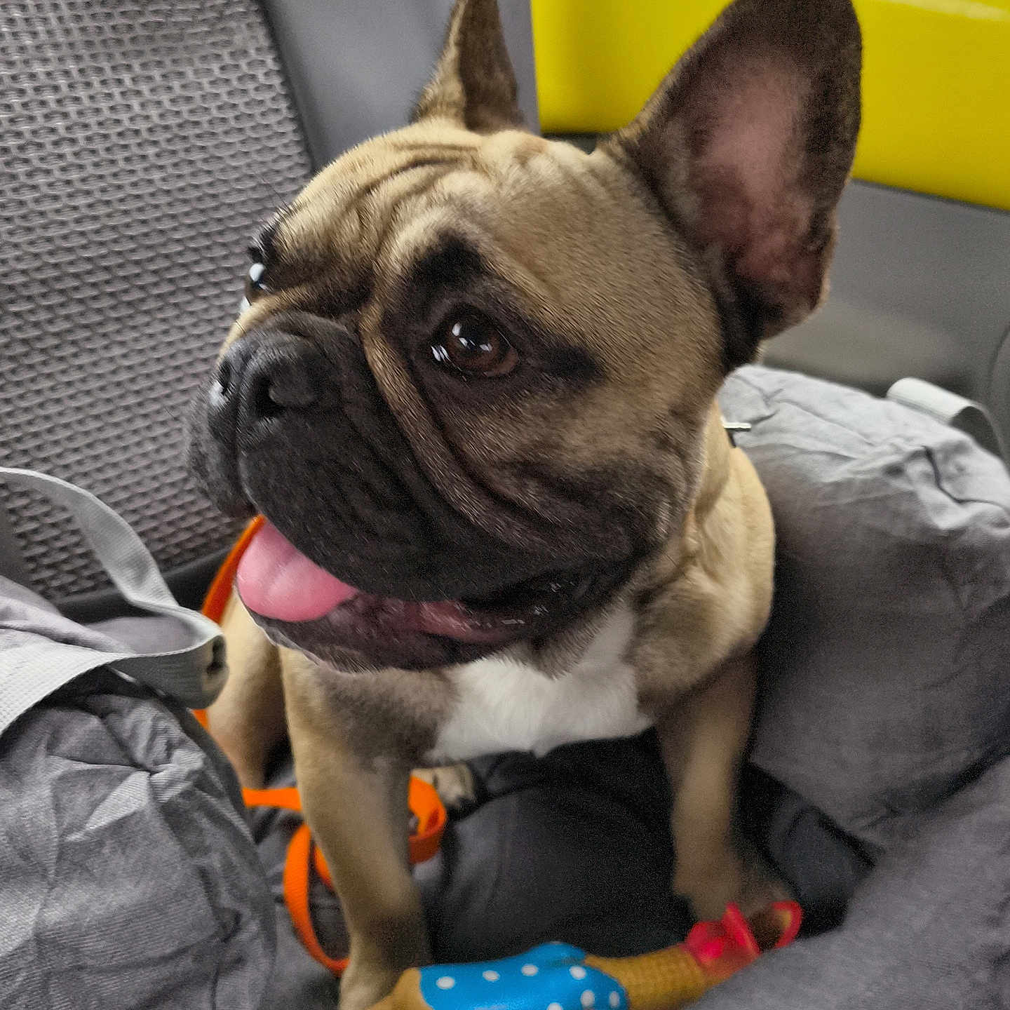 Alf