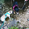 Alf participe au concours pour gagner de l'argent avec cette photo : dog, leash, harness, creek, water, rocks, grass, person, hand, footwear, sneakers, outdoor, nature, pet, walking, shallow_water, riverbank, small_dog, black_dog, tan_dog