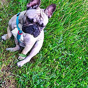 Alf participe au concours pour gagner de l'argent avec cette photo : dog, french_bulldog, grass, greenery, outdoor, pet, canine, sitting, harness, ears_up, nature, animal, cute, curious, small_dog, summer, daylight, field, wildflowers, grass_patch