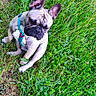 dog, french_bulldog, grass, greenery, outdoor, pet, canine, sitting, harness, ears_up, nature, animal, cute, curious, small_dog, summer, daylight, field, wildflowers, grass_patch