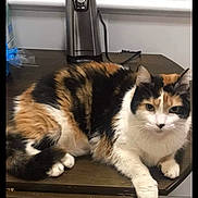 Adena joined the competition — help win amazing prizes! cat, calico_cat, feline, fluffy, fur, black_white_orange, pet, animal, lying_down, relaxed, staring, whiskers, ears, paws, tail, table, kitchen, faucet, indoors, portrait