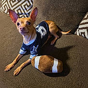 Tequila joined the competition — help win amazing prizes! dog, small_dog, jersey, plush_toy, football_toy, couch, brown_couch, indoor, pet, animal, curious, ears_up, looking_up, fabric, patterned_pillow, home, cozy, resting, toy, canine