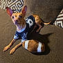 dog, small_dog, jersey, plush_toy, football_toy, couch, brown_couch, indoor, pet, animal, curious, ears_up, looking_up, fabric, patterned_pillow, home, cozy, resting, toy, canine